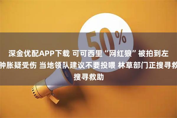 深金优配APP下载 可可西里“网红狼”被拍到左眼肿胀疑受伤 当地领队建议不要投喂 林草部门正搜寻救助